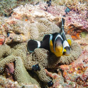 Benjamin Bersans - poisson clown